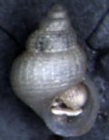 Alvania&nbsp;dipacoi